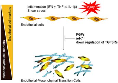 Endothelial-to-Mesenchymal Transition, Vascular Inflammation, and Atherosclerosis